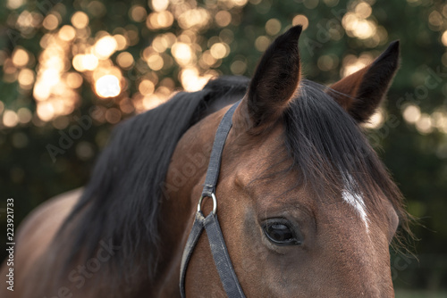Side portrait of a gentle horse
