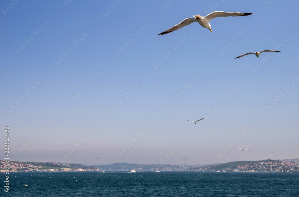 A flock of seagulls flies in the sky over the Bosphorus. A flock of seagulls flies in the sky over the Bosphorus.