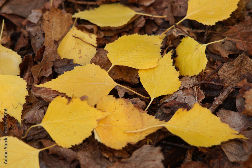 Autumn background of yellow birch leaves. Autumn background of yellow birch leaves.