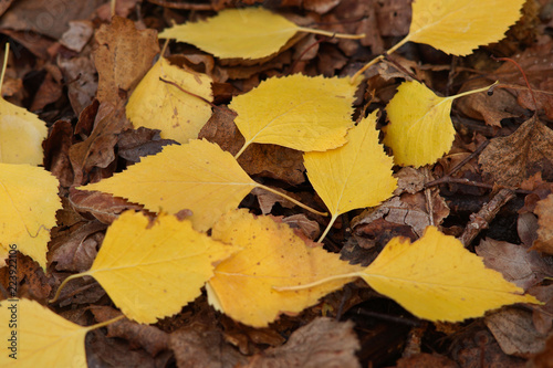 Autumn background of yellow birch leaves.