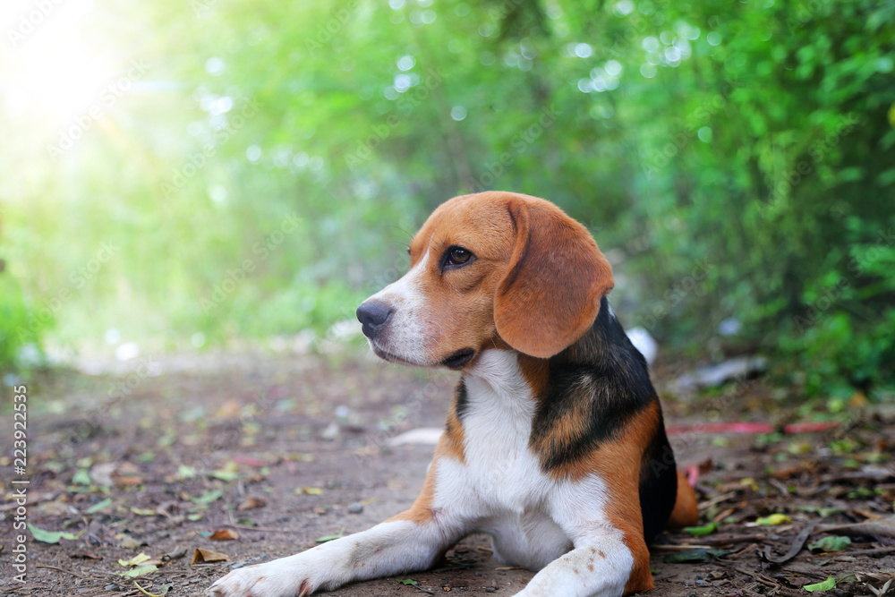 Portrait of beagle dog sitting on the ground outdoor.