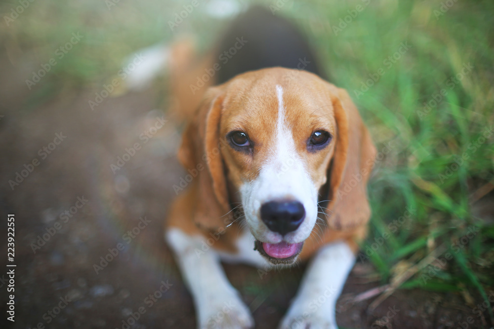 An adorable beagle dog looking straight on the camera .