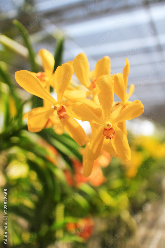 Fototapeta premium Mokara Yellow flower orchid blooming in the orchid.