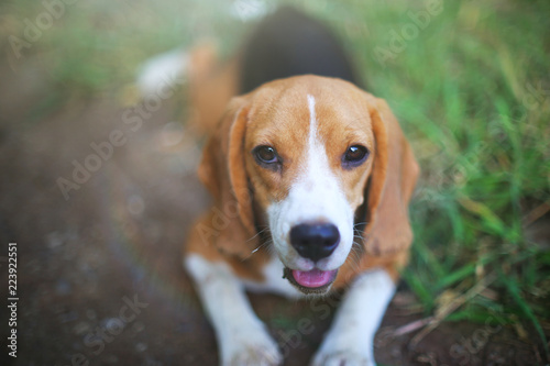 An adorable beagle dog looking straight on the camera .