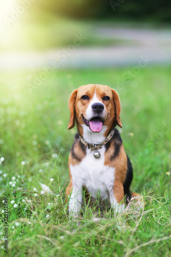 Fototapeta Naklejka Na Ścianę i Meble -  Beagle dog sitting on the wild flower field.