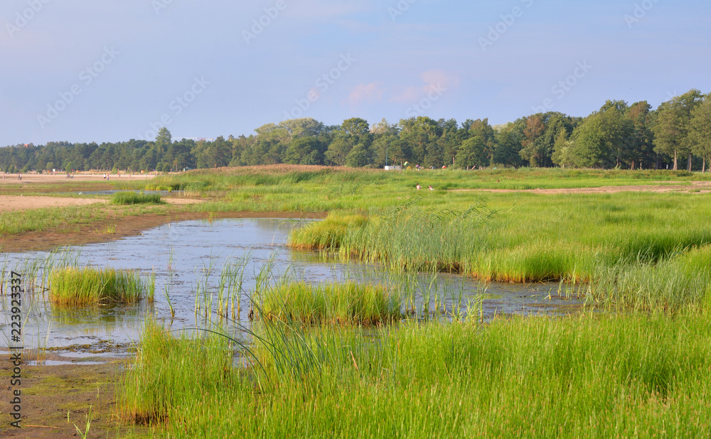 Swamp with thickets of sedge.