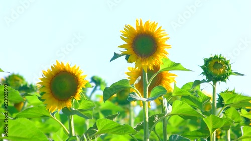 Sunflowers field on sunny day. Yellow flowers in strong wind in summer. photo