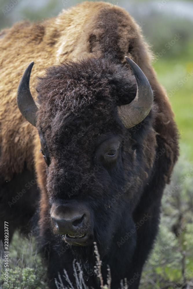 bison (Bison bison), Lammar Valley, Yellowstone NP, Wyoming bison (Bison bison), Lammar Valley, Yellowstone NP, Wyoming