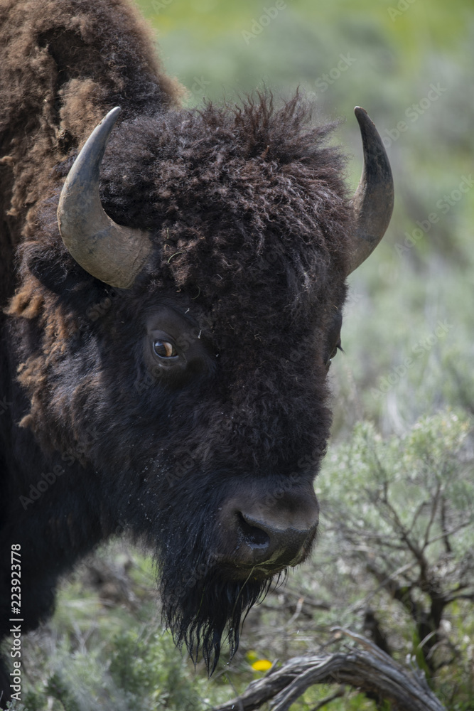 bison (Bison bison), Lammar Valley, Yellowstone NP, Wyoming bison (Bison bison), Lammar Valley, Yellowstone NP, Wyoming