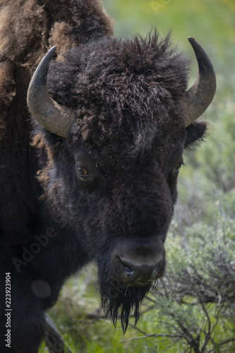 bison (Bison bison), Lammar Valley, Yellowstone NP, Wyoming