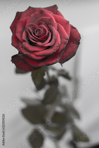 Old rose