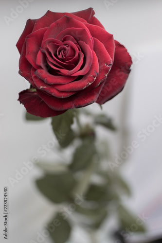 Old rose