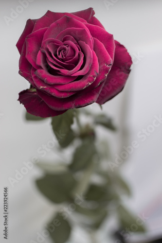 Old rose