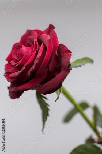 Old rose
