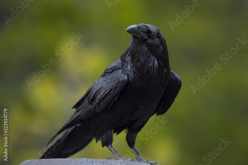 common raven (Corvus corax)