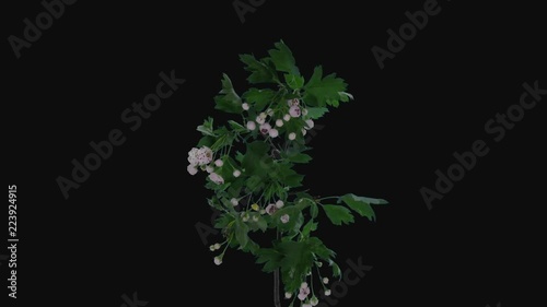 Time-lapse of blooming white Hawthorn (crataegus, thornapple, May-tree, whitethorn or hawberry) branch 2a3 in RGB + ALPHA matte format isolated on black background
 photo