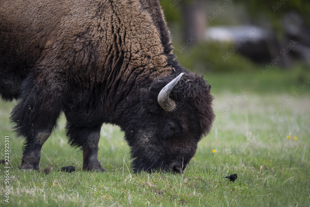 bison (Bison bison), Yellowstone NP, Wyoming bison (Bison bison), Yellowstone NP, Wyoming