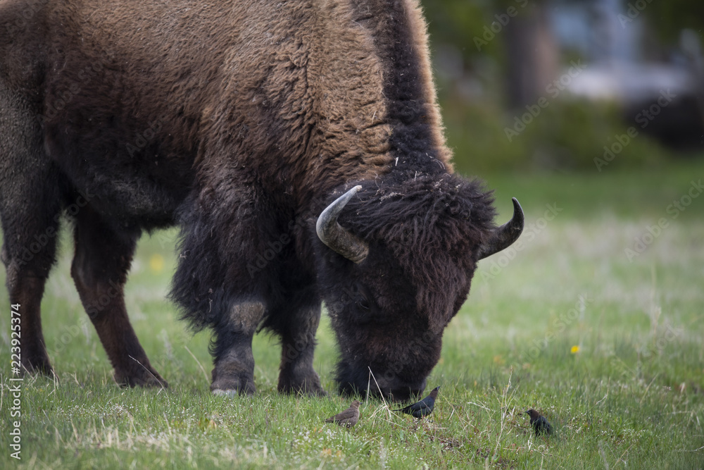 bison (Bison bison), Yellowstone NP, Wyoming bison (Bison bison), Yellowstone NP, Wyoming