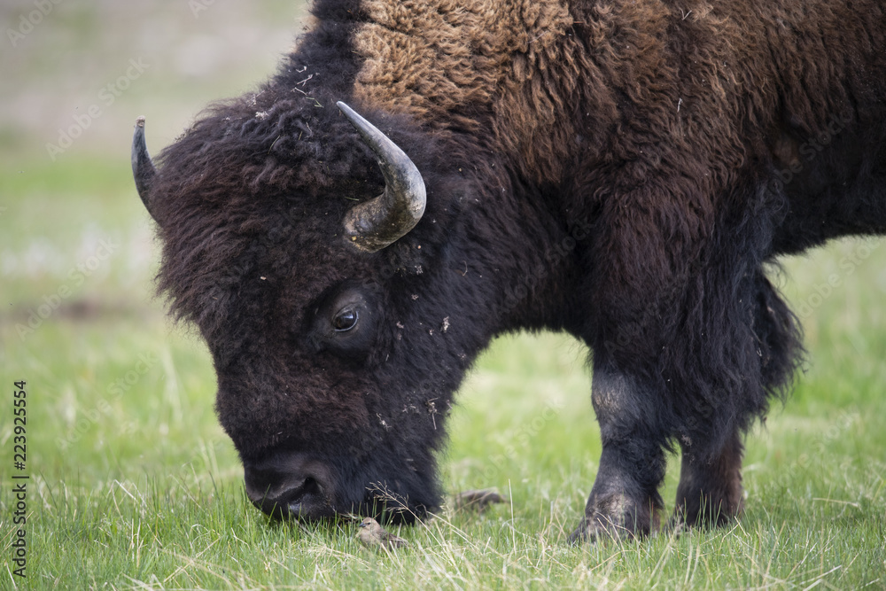 bison (Bison bison), Yellowstone NP, Wyoming bison (Bison bison), Yellowstone NP, Wyoming