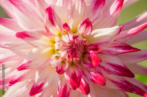 Fototapeta Naklejka Na Ścianę i Meble -  Semi-Kaktusdahlie Sorbet (Asteraceae) in Großaufnahme.