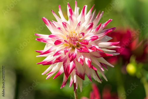 Fototapeta Naklejka Na Ścianę i Meble -  Semi-Kaktusdahlie Sorbet (Asteraceae) an einem Sommermorgen. 