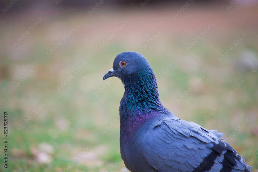 A domestic Pigeon sitting on the grass and looking curiously in its natural habitat. A domestic Pigeon sitting on the grass and looking curiously in its natural habitat.