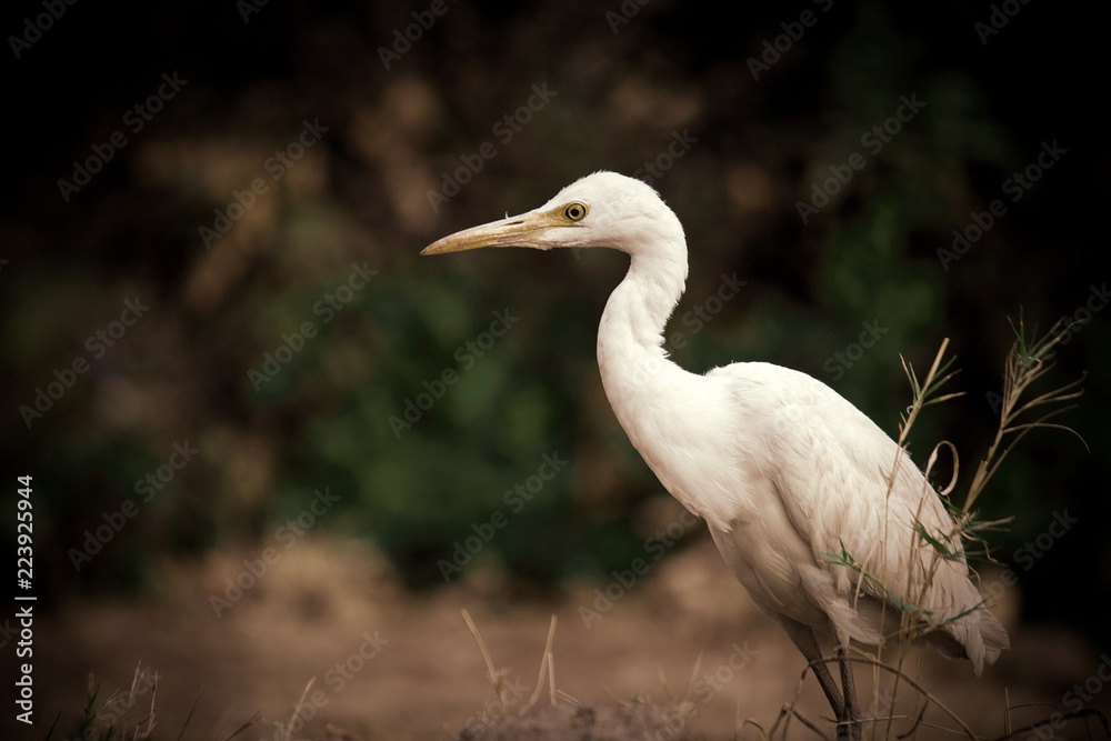 Fototapeta premium Cattle Egret in the garden in its natural habitat in a soft blurry background.