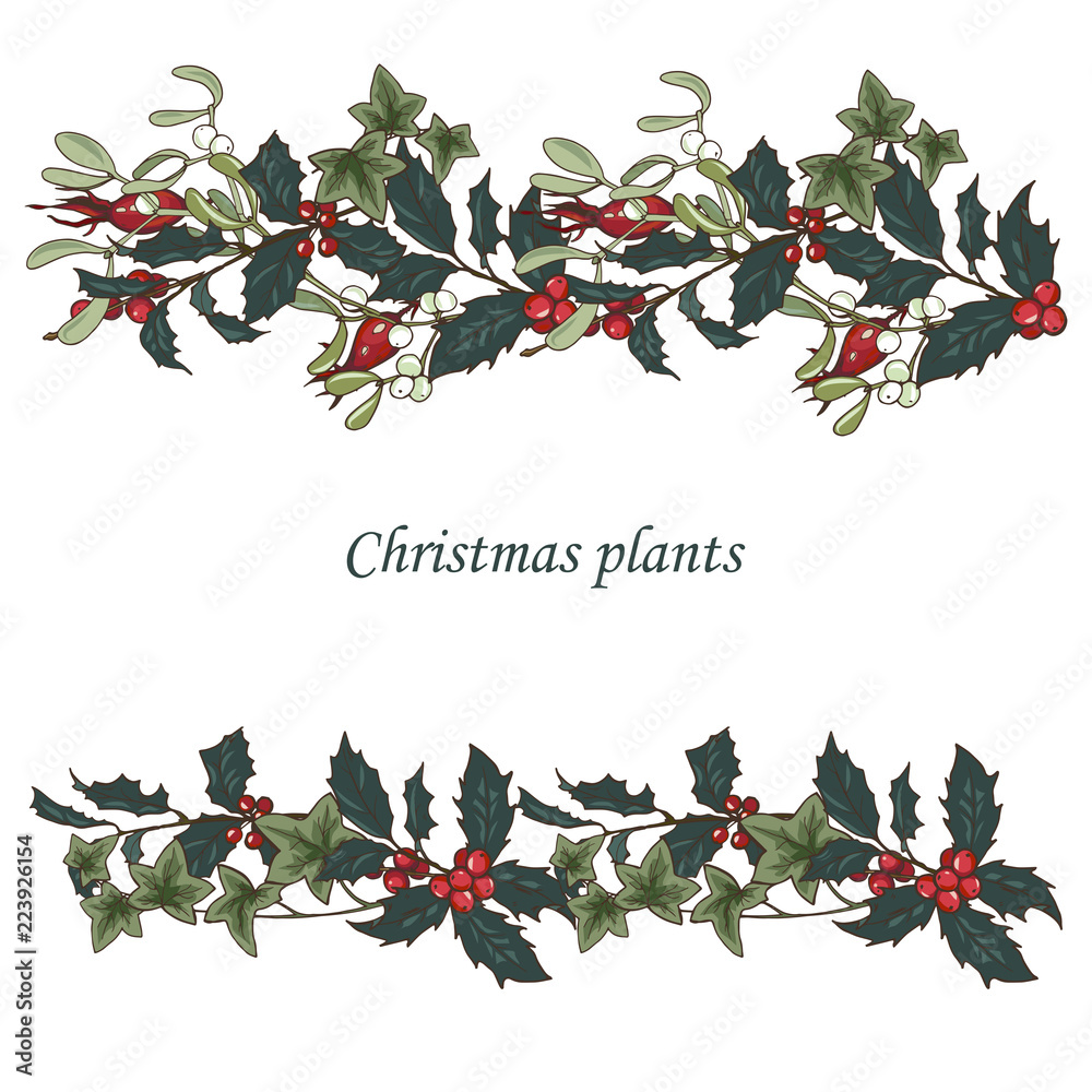 Fototapeta premium Composition of Christmas plants, poinsettia, Holly, cones, ivy and mistletoe, vector illustration
