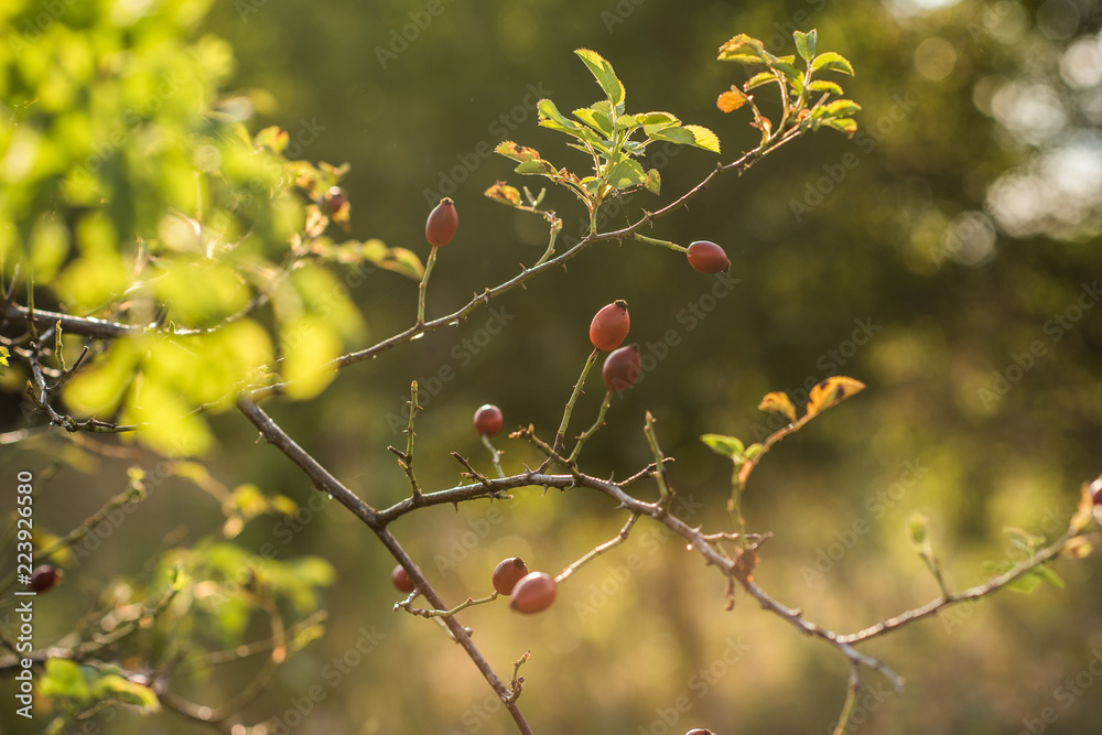 rosehips on a branch 