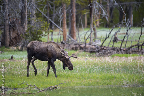 moose  Alces alces 