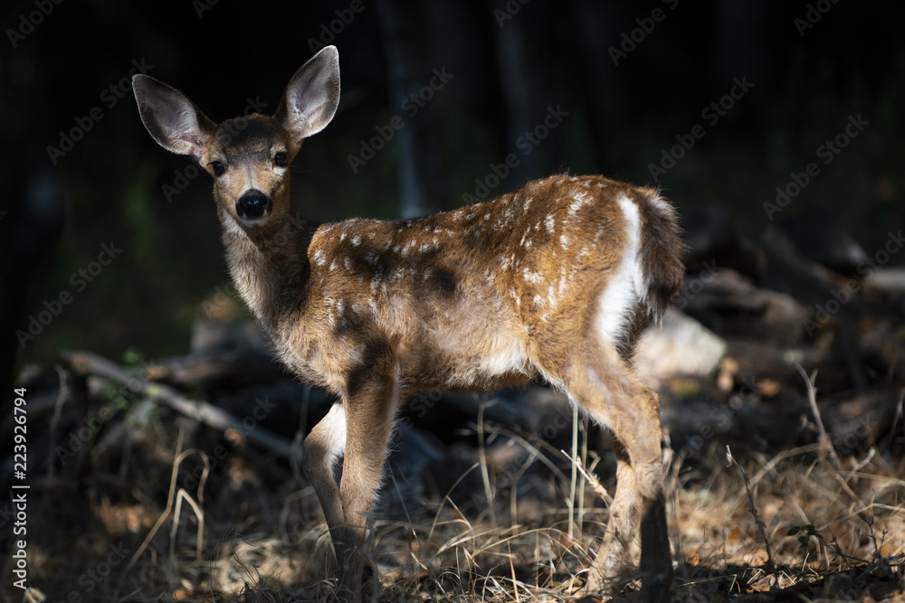 California mule deer (Odocoileus hemionus californicus) fawn in forest light California mule deer (Odocoileus hemionus californicus) fawn in forest light