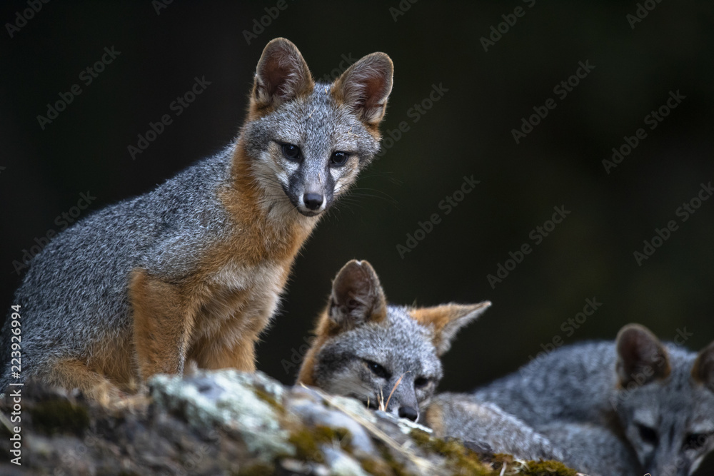 Naklejka premium gray fox (Urocyon cinereoargenteus)