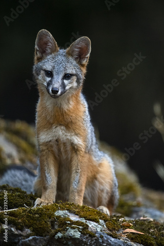 gray fox (Urocyon cinereoargenteus) photo