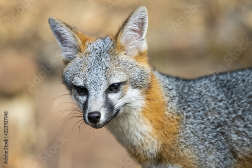 gray fox (Urocyon cinereoargenteus)