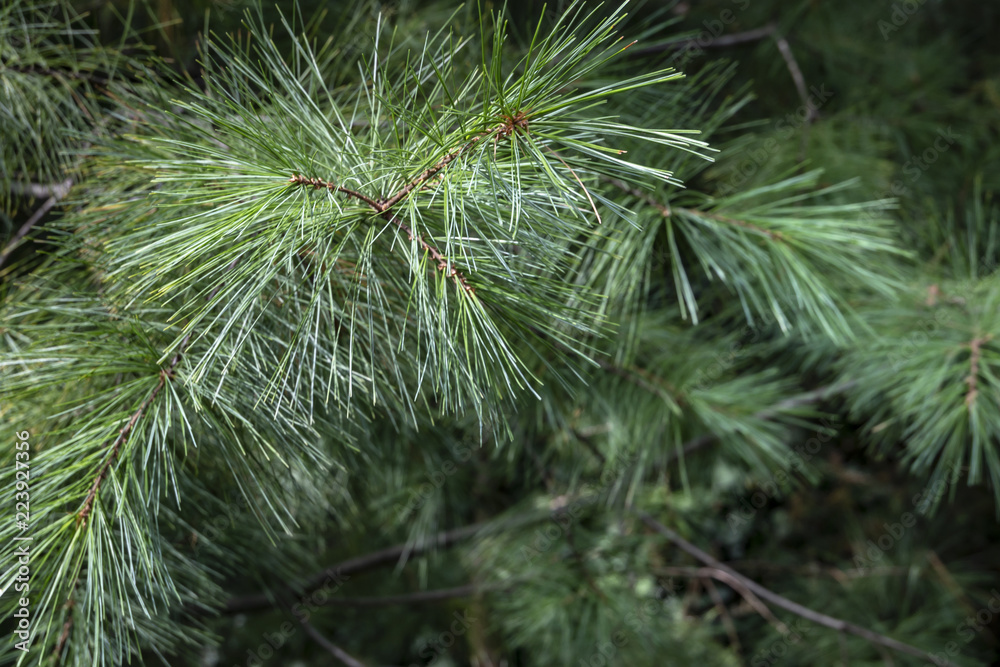 Macro of Pinus strobus needles in focus as green background. Original texture of natural greenery. Nature concept for design.Place for your text Macro of Pinus strobus needles in focus as green background. Original texture of natural greenery. Nature concept for design.Place for your text