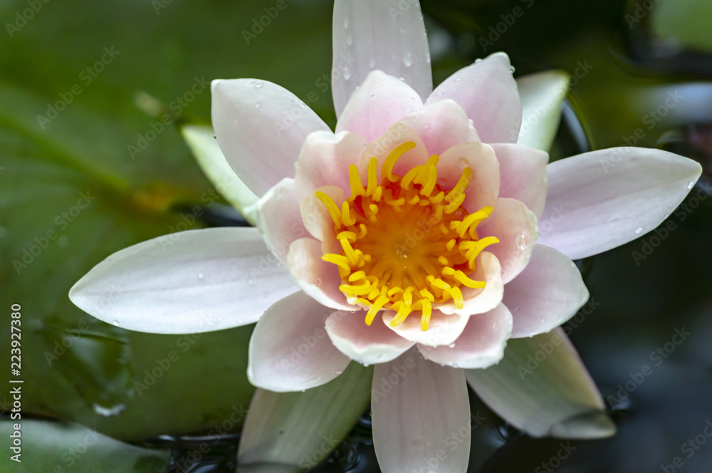 Early morning of pink water lily Marliacea Rosea. Nymphaea rises above its dark green leaves. Nature concept for design Early morning of pink water lily Marliacea Rosea. Nymphaea rises above its dark green leaves. Nature concept for design