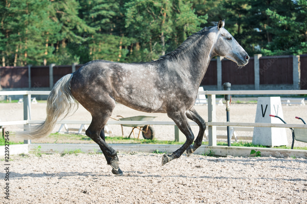 Running grey sportive horse in manage Running grey sportive horse in manage