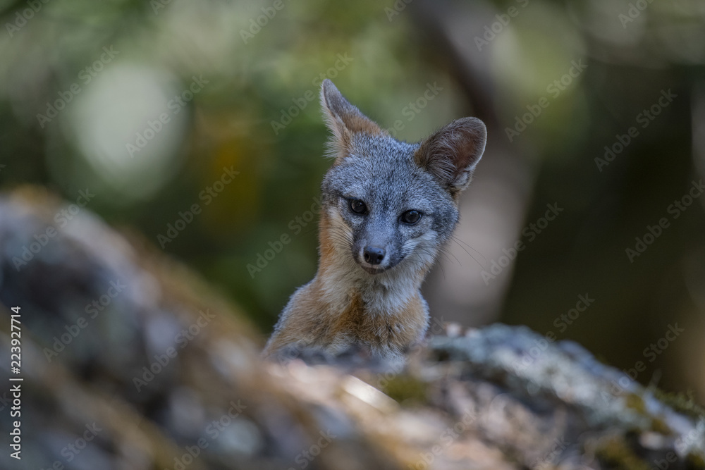 Naklejka premium gray fox (Urocyon cinereoargenteus)