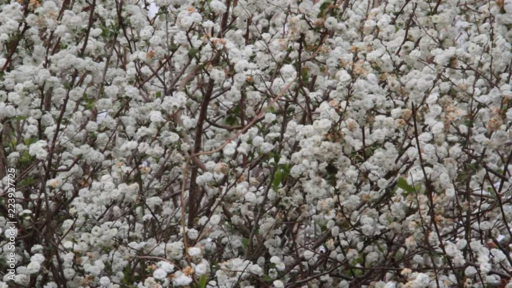 romantic background of white florets swaying in the wind in spring time romantic background of white florets swaying in the wind in spring time