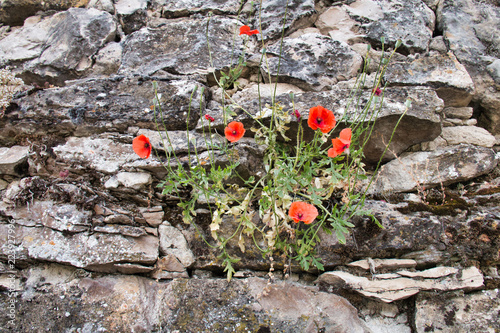 Fototapeta Naklejka Na Ścianę i Meble -  Poppies in a stone wall