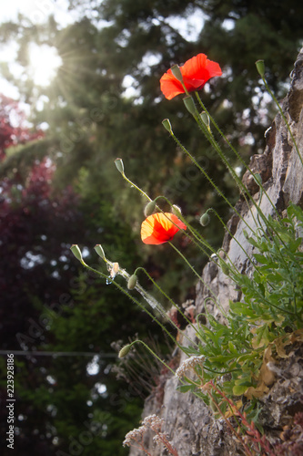 Fototapeta Naklejka Na Ścianę i Meble -  Poppies illuminated by the sun's rays