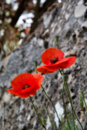 Close up poppies growing on a stone wall