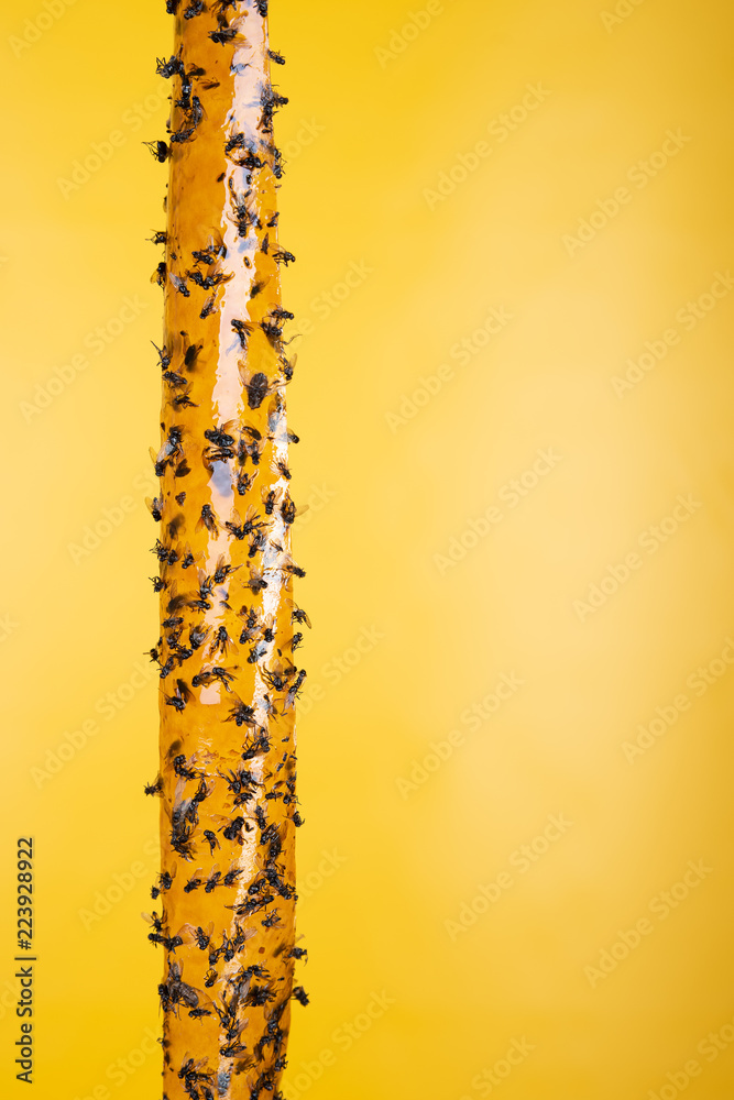 Sticky flypaper, trap for flies or fly-killing device, yellow background.  Also known as fly ribbon or fly strip Stock Photo