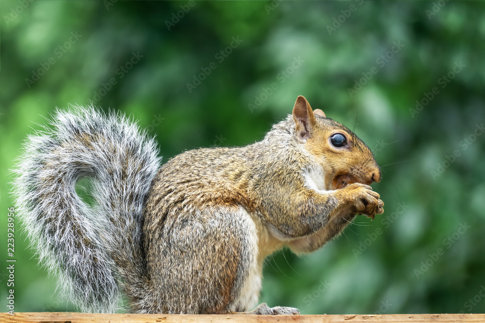 grey squirrel on wooden fence grey squirrel on wooden fence