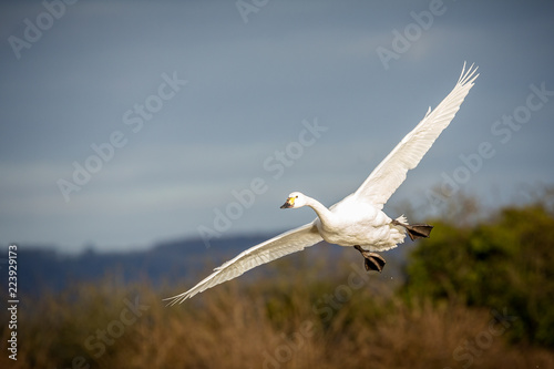 Beswick's swan coming into land photo