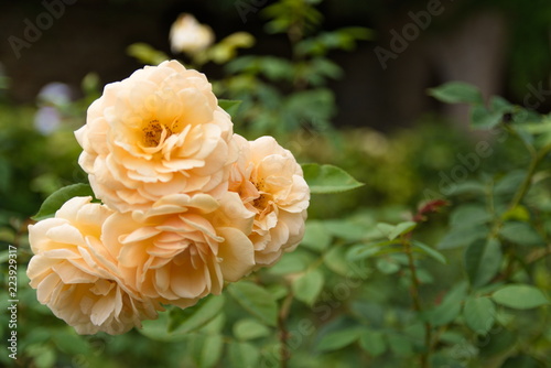 orange garden rose against a green bushed background