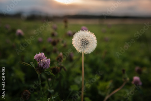 dandelion against sun set 