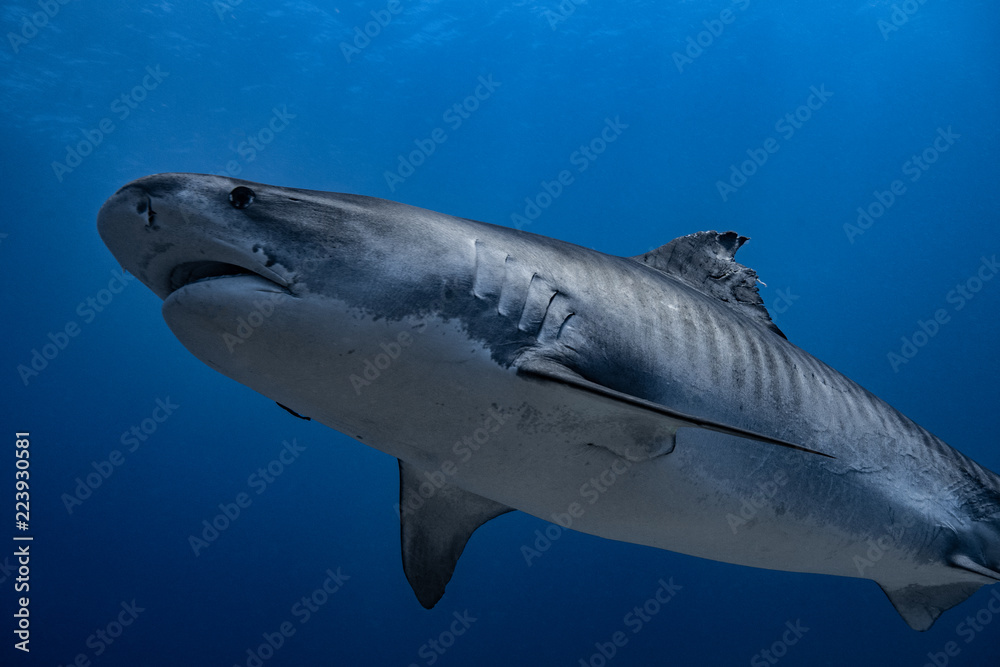 femelle requin tigre femelle requin tigre