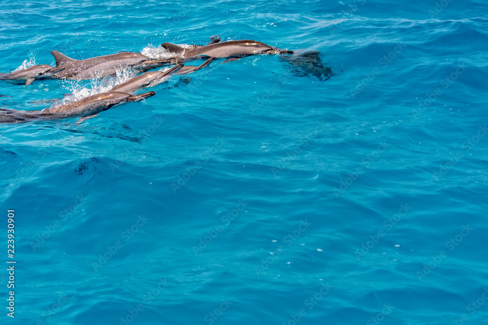 Obraz premium Dolphins.