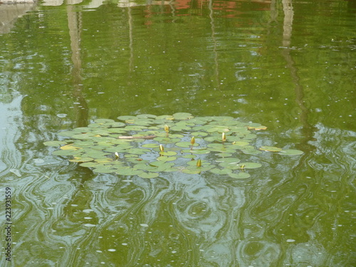lily pads in water